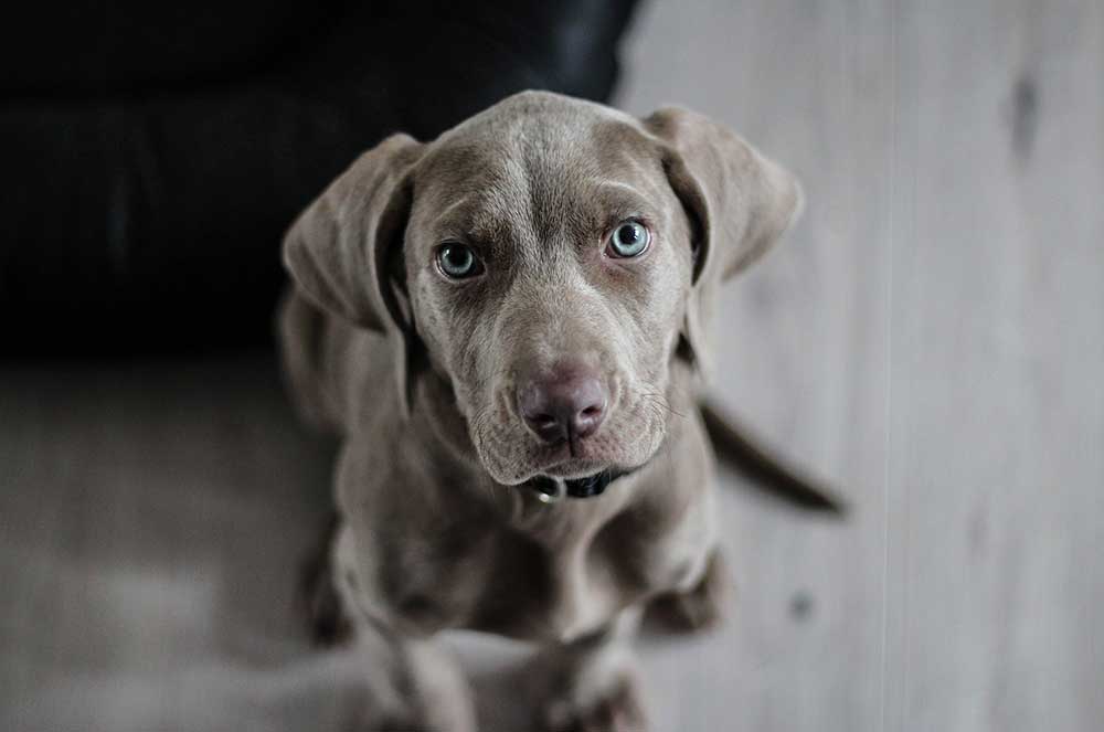 What to Give a Dog for an Upset Stomach Lucy Pet