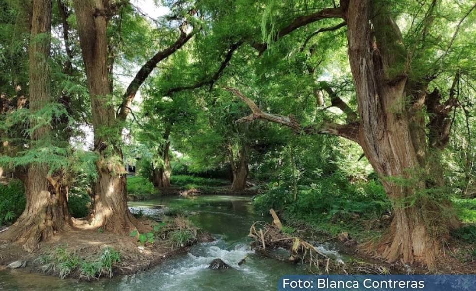 Paseo de los Ahuehuetes