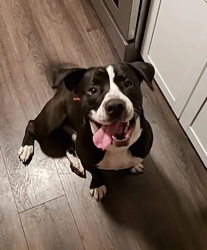 Thinking of Adopting a Pup? 3 Tips (and More) From Our Rescue Group of