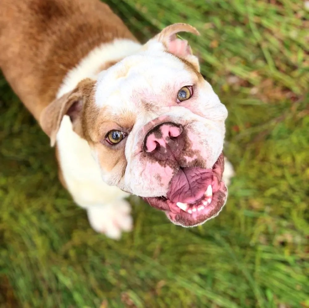 Rescue Info and Summer Pet Safety Tips From Northwest Dog Project