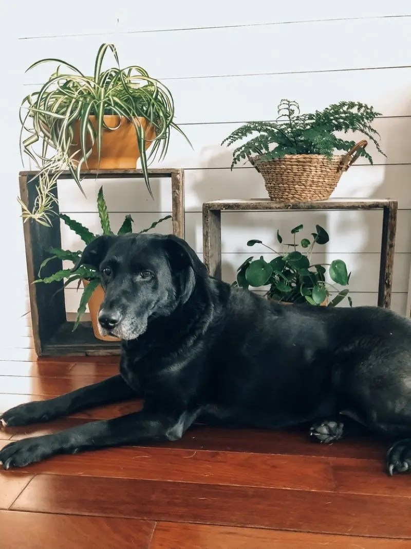 Majesty Palm Safe For Cats