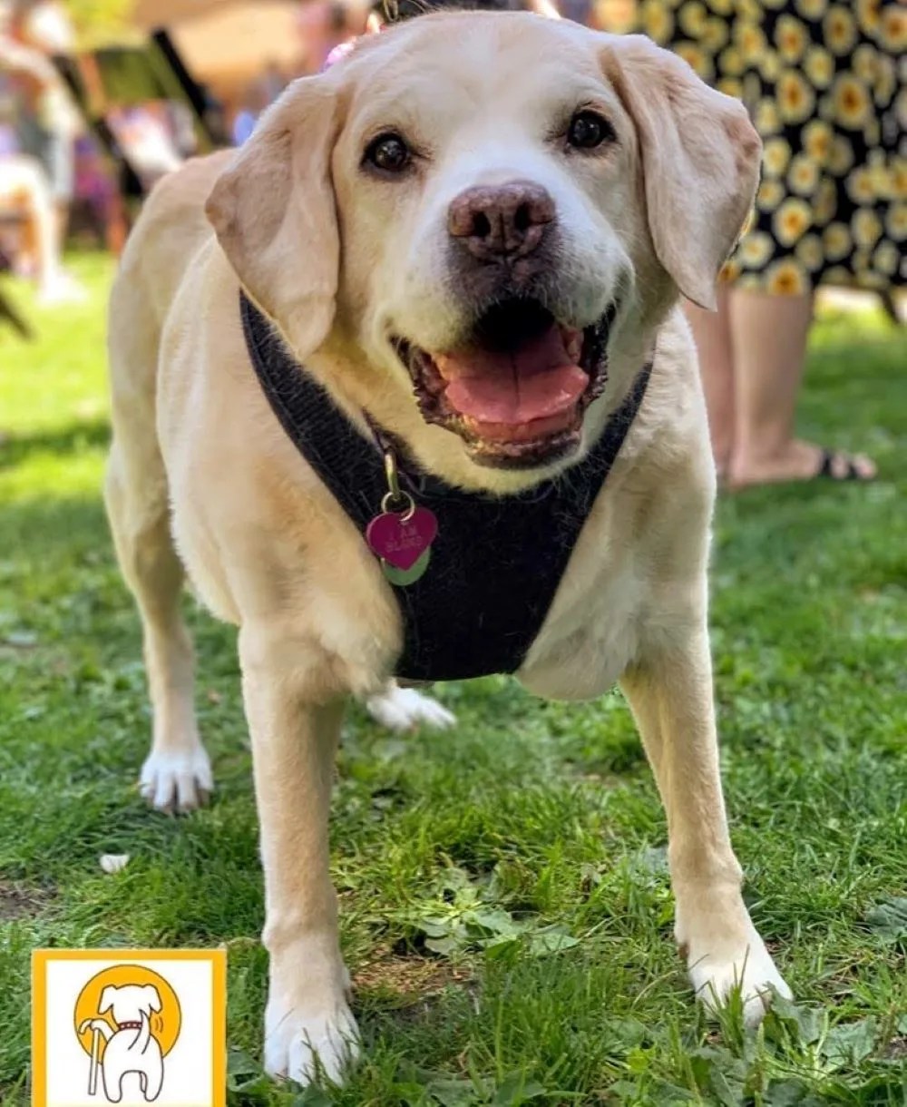 Every Reason To Consider Senior Dog Adoption Fashion Blog