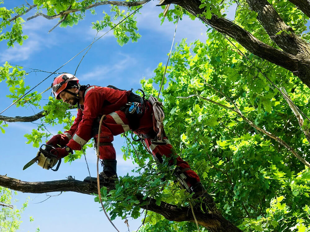 Tree Service in Dallas, TX Tree Trimming & Arborist Services