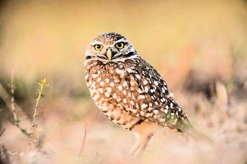 LunaPic Free Online Photo Editor Contrast