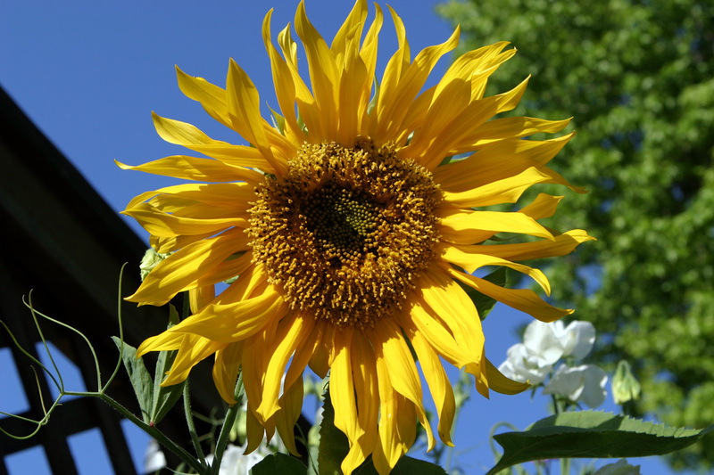 LunaPic Free Online Photo Editor Color Gradient