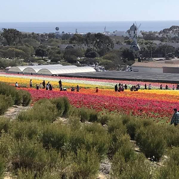 The Flower Fields at Carlsbad Ranch Attraction Business Directory