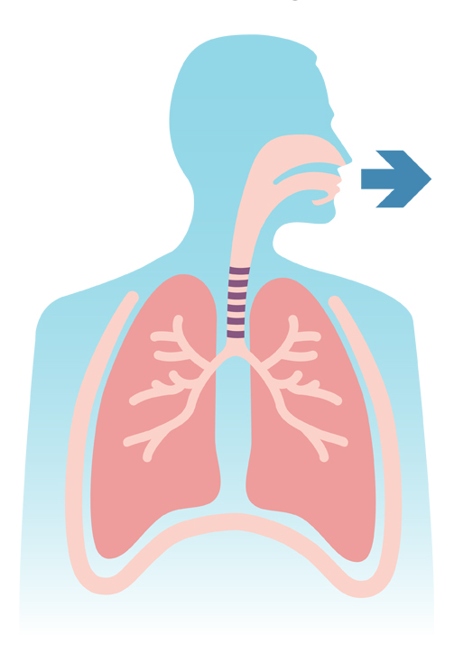 How Your Lungs Work the lung association