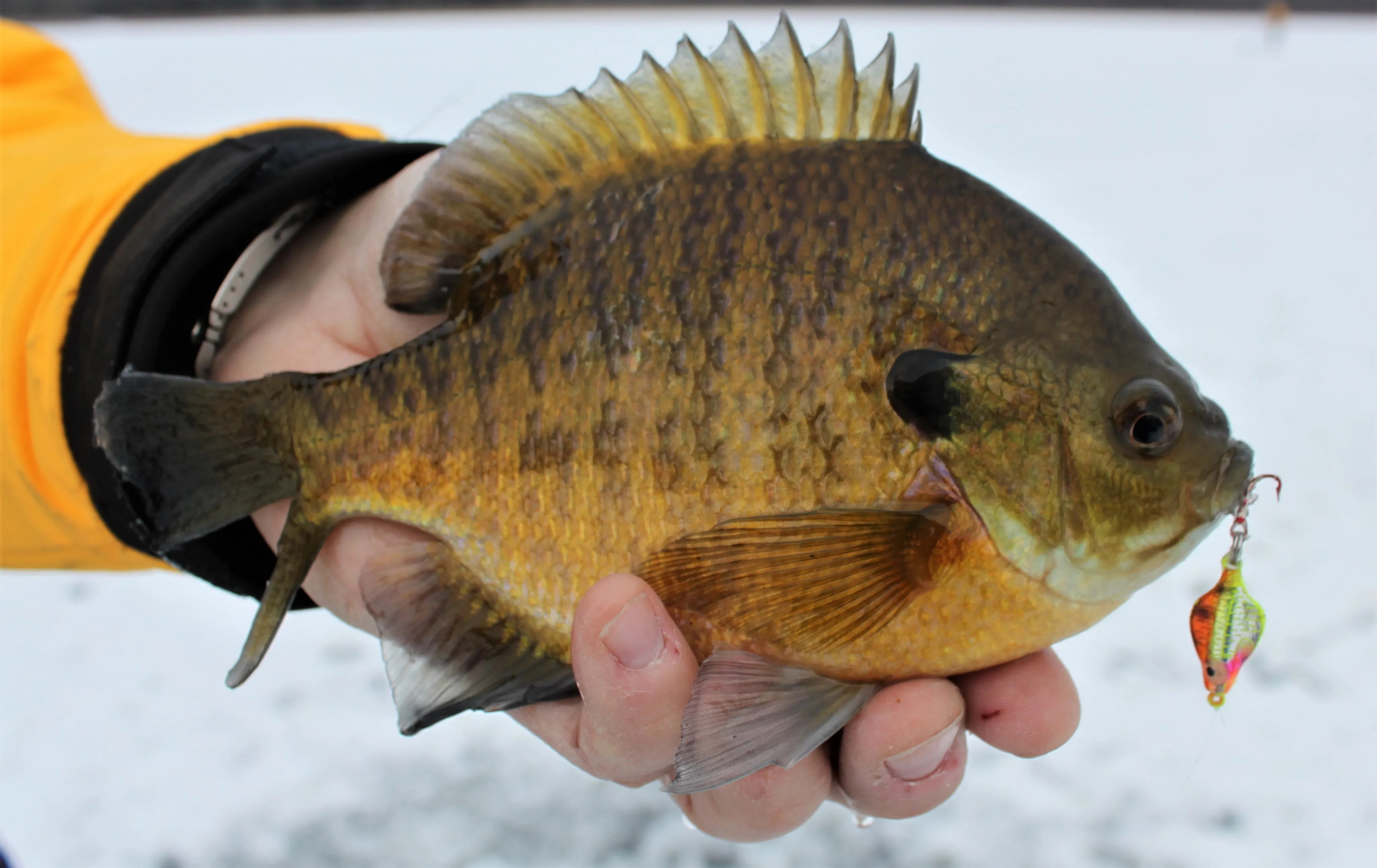 Essential Ice Fishing Strategies for Mid Winter Panfish