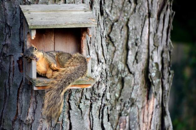 DIY Yard Decorations, Squirrel House Designs to Build and Feed Animals
