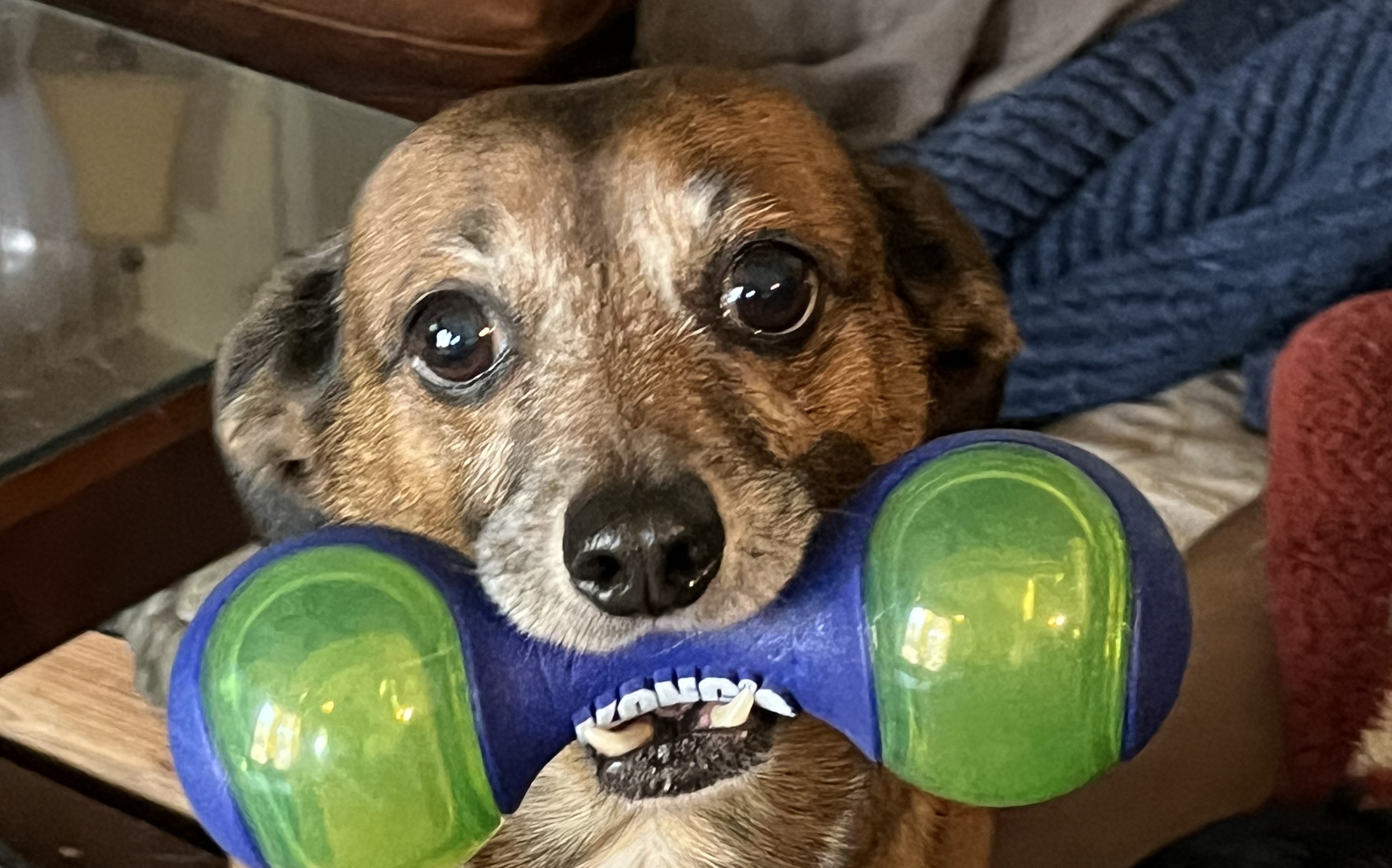 Luv Your Petz Pet Sitting Dog Walking Cat Sitting Sharpsburg GA