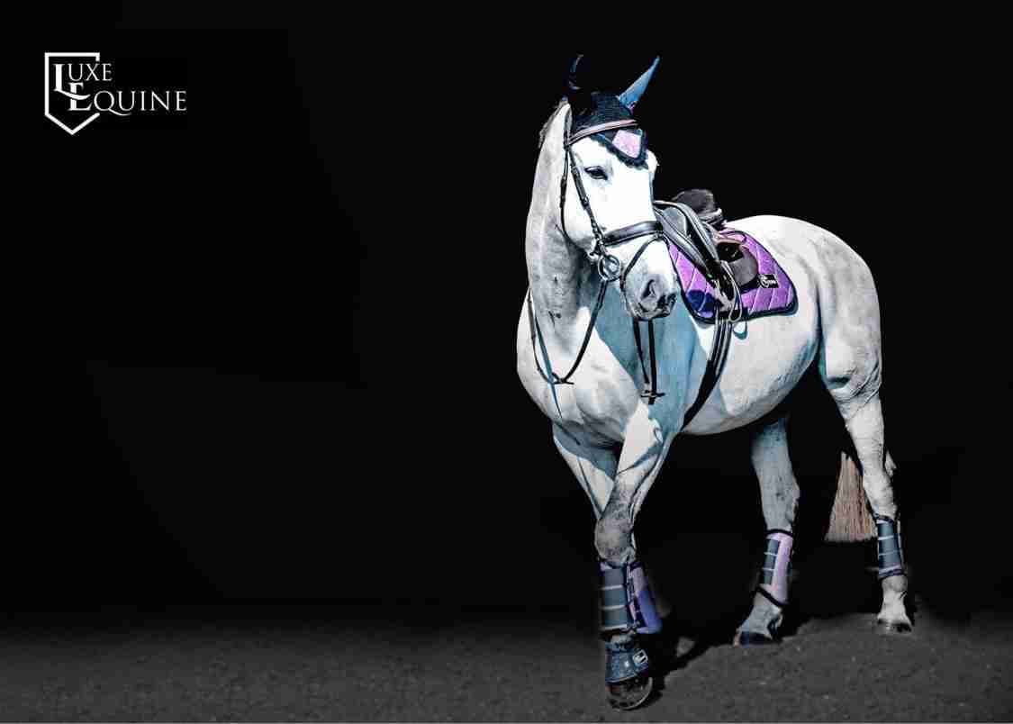 Royal Purple Horse Exercise Boots LuxeEquine