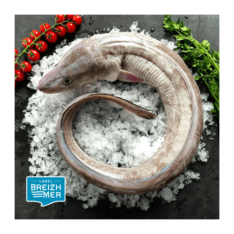 Gutted whole conger 3.5kg