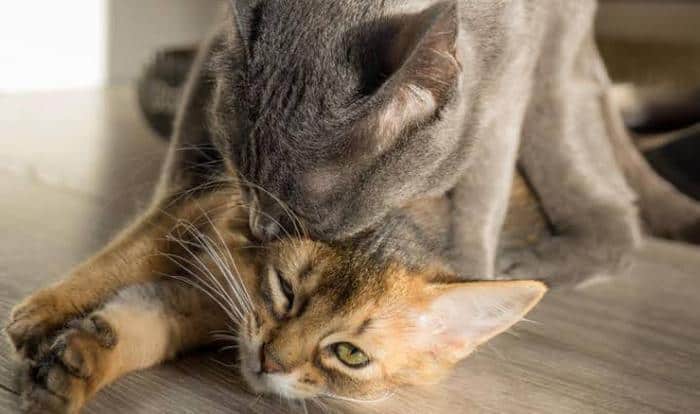 √ 6 Ciri Ciri Kucing Gagal Kawin dan Bagaimana Mengatasinya - lyceum.id