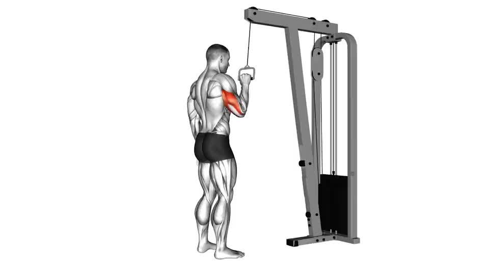 Cable One Arm Tricep Pushdown Video Guide Lyfta