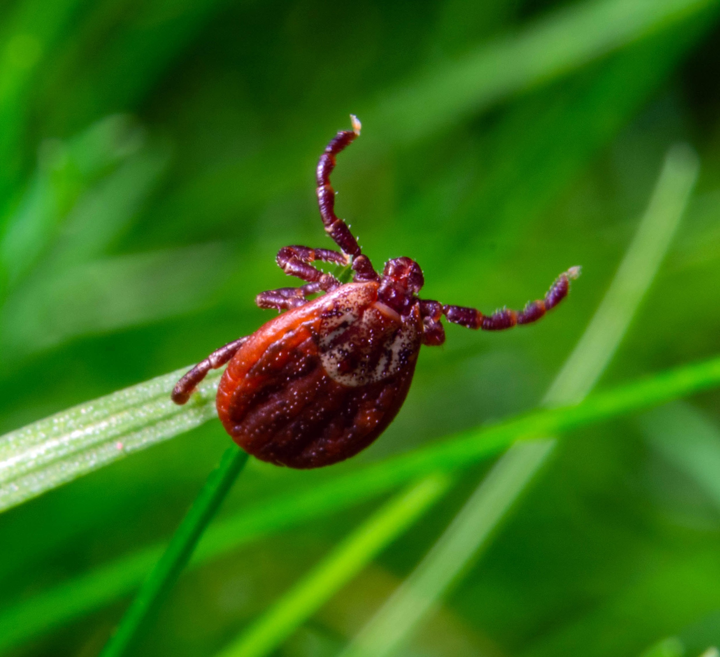 Ticks use static electricity to latch onto people and pets