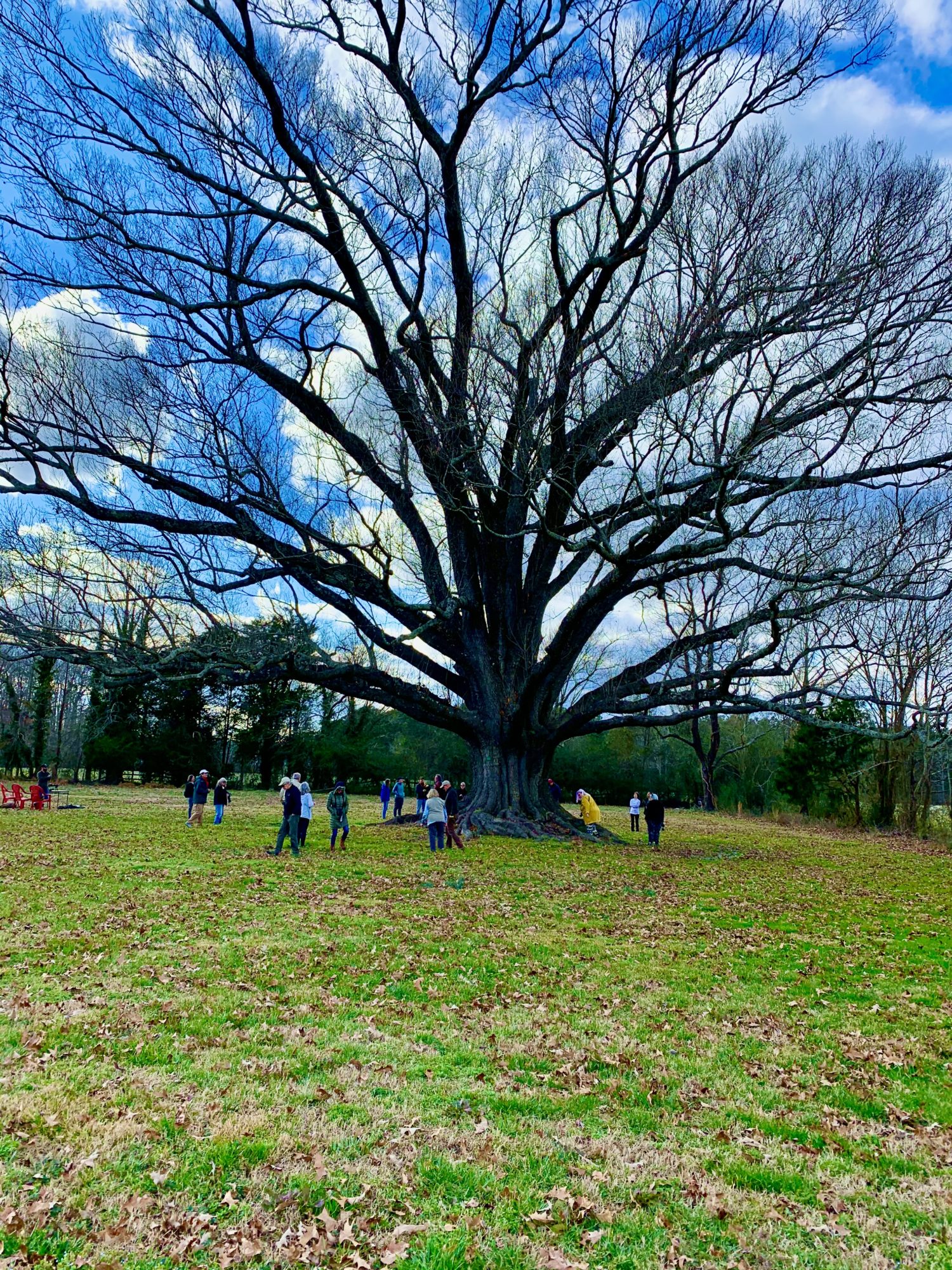 Trees are one of the best tools we have to respond to sea level rise