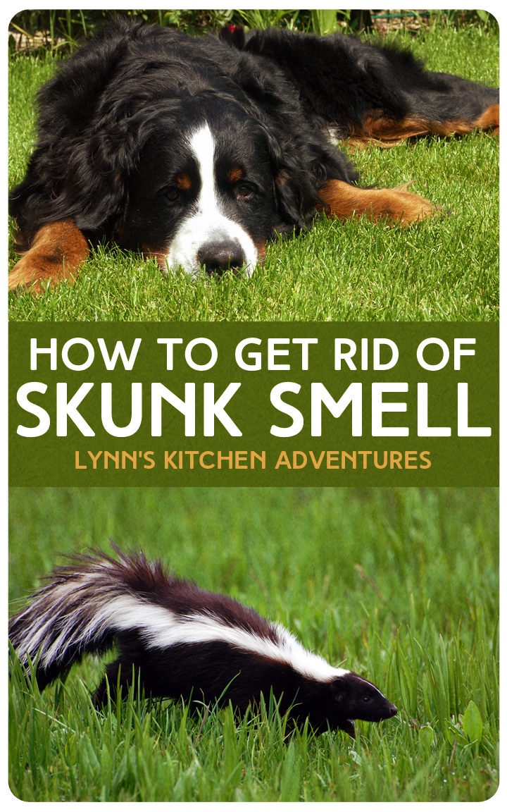 Why Does My Dog's Gas Smell Like Skunk at Ross Ware blog