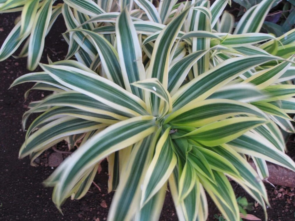 Razones por las que deberías tener una Dracaena en tu hogar