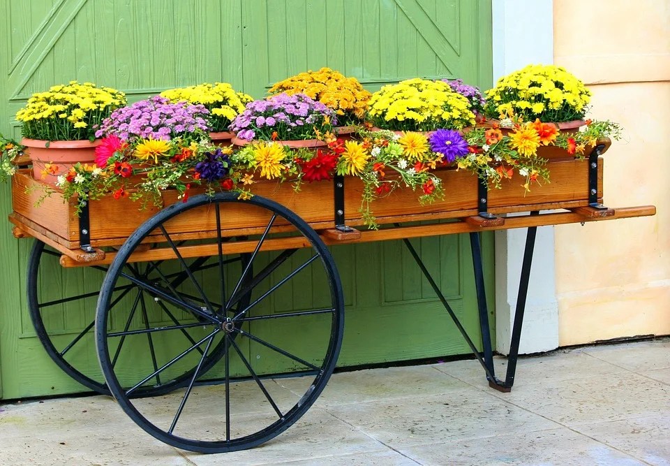 Cinco tipos de flores para macetas y cómo cuidarlas
