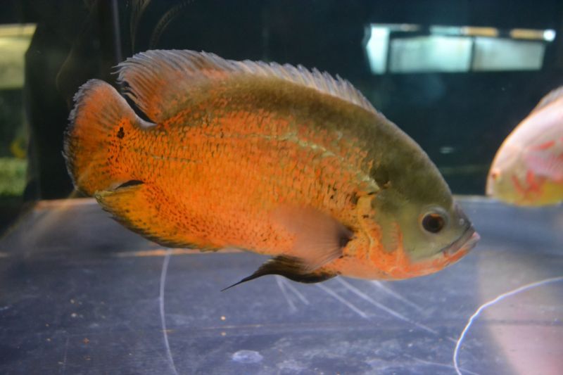 レッドオスカー（20cm±） スネークヘッド等の熱帯魚の通販なら魚銀座 m8堂