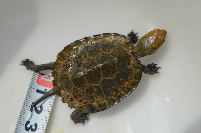 ニホンイシガメ（ワイルド）ベビー【3号】 スネークヘッド等の熱帯魚の通販なら魚銀座 m8堂