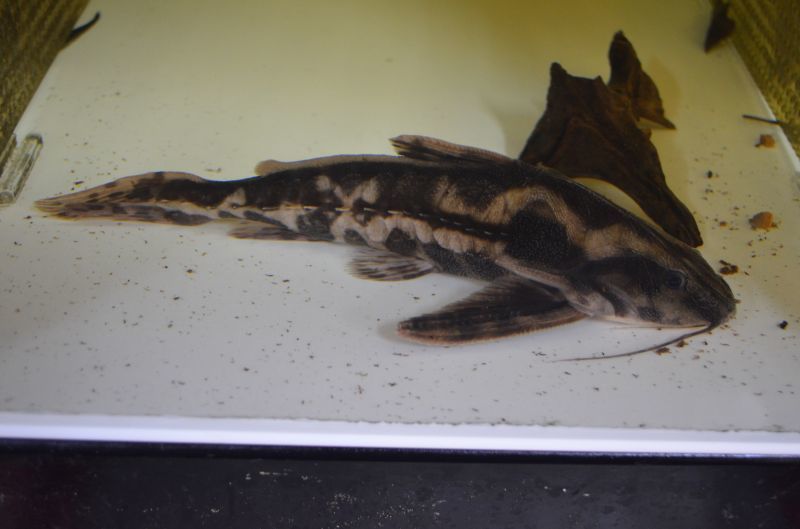メガロドラス（22cm±） スネークヘッド等の熱帯魚の通販なら魚銀座 m8堂