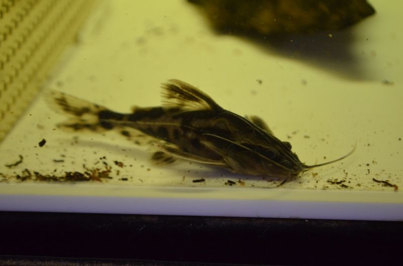 メガロドラス スネークヘッド等の熱帯魚の通販なら魚銀座 m8堂