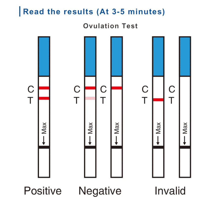 test ovulation