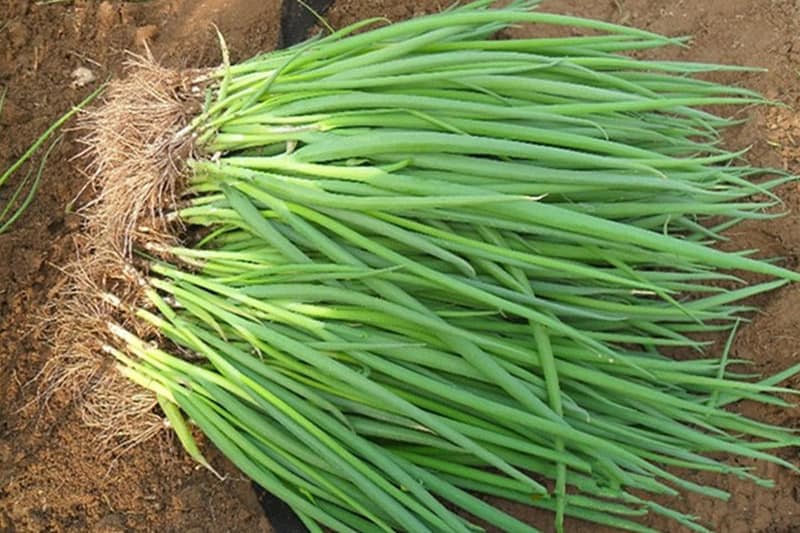 chives in malay