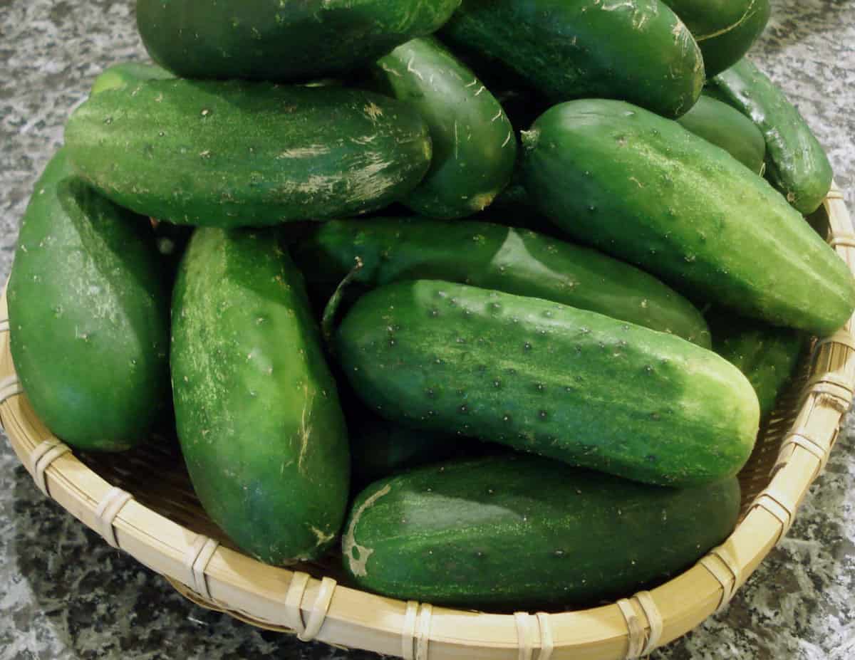 Korean cucumber pickles (Oijangajji) recipe by Maangchi