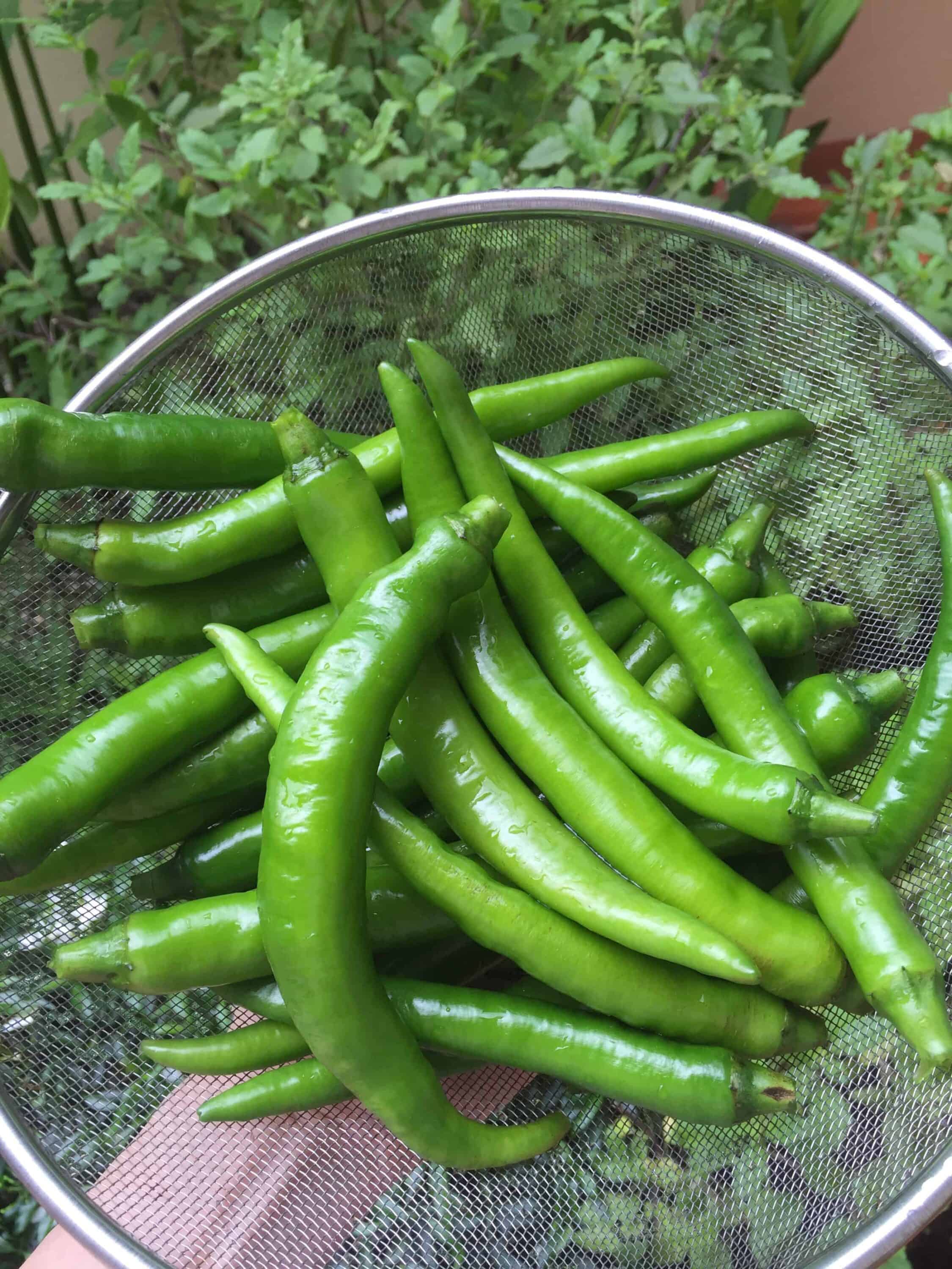 Korean food photo Korean green chili pickles (gochujangajji