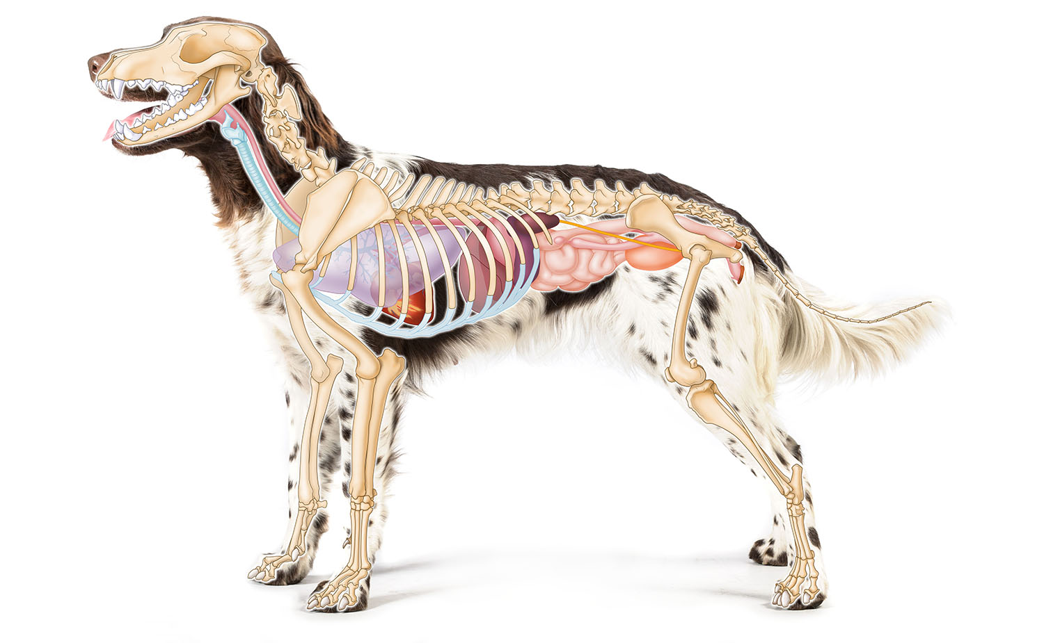 animal anatomy Medical Visuals