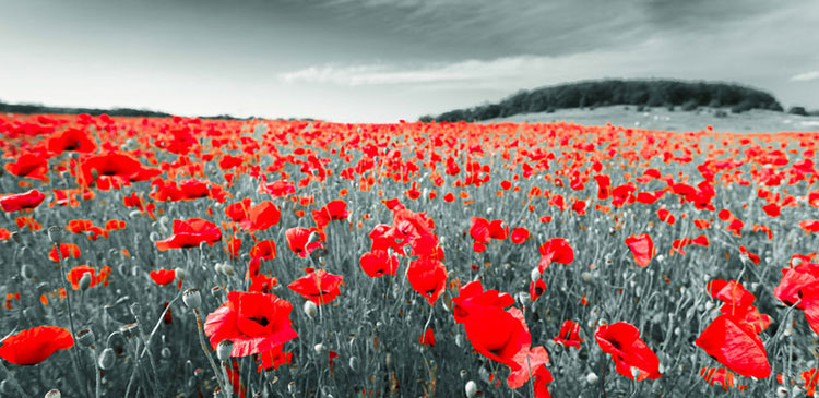 Remembrance Day 2023 Uk Arrangements For Remembrance Day Sunday - Macclesfield Rufc