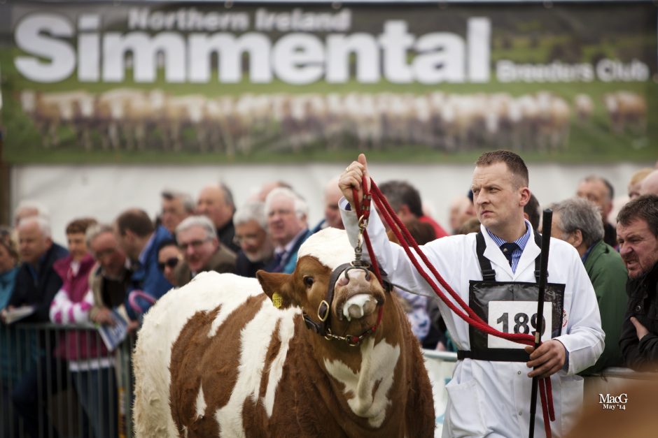 Balmoral Simmentals MacGregor Photography