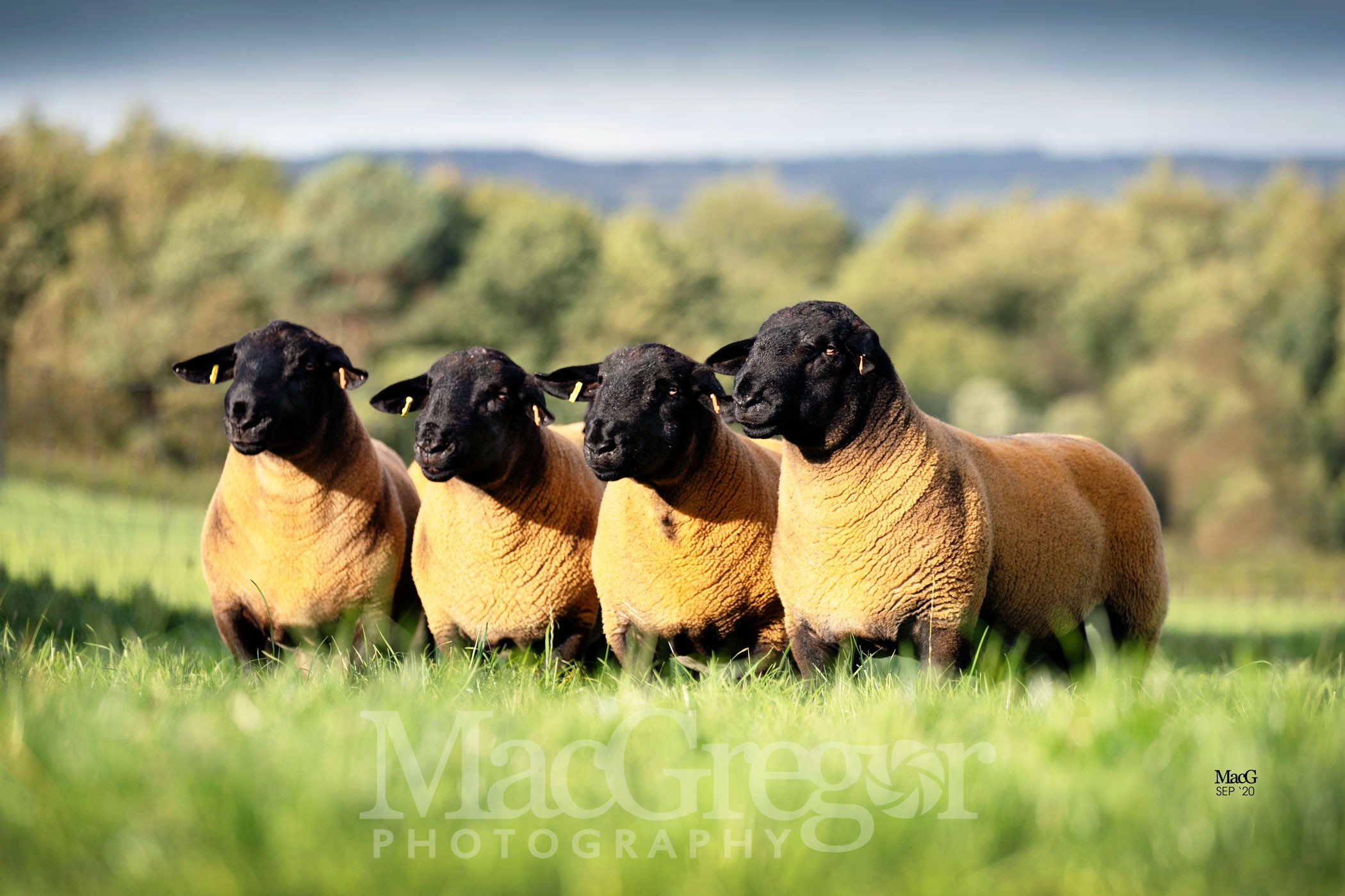 Scrogton Suffolks For Sale Carlisle MacGregor Photography