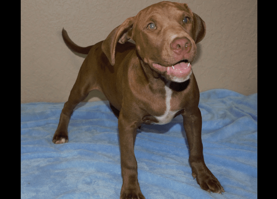 Gr.Ch.Machobuck puppies