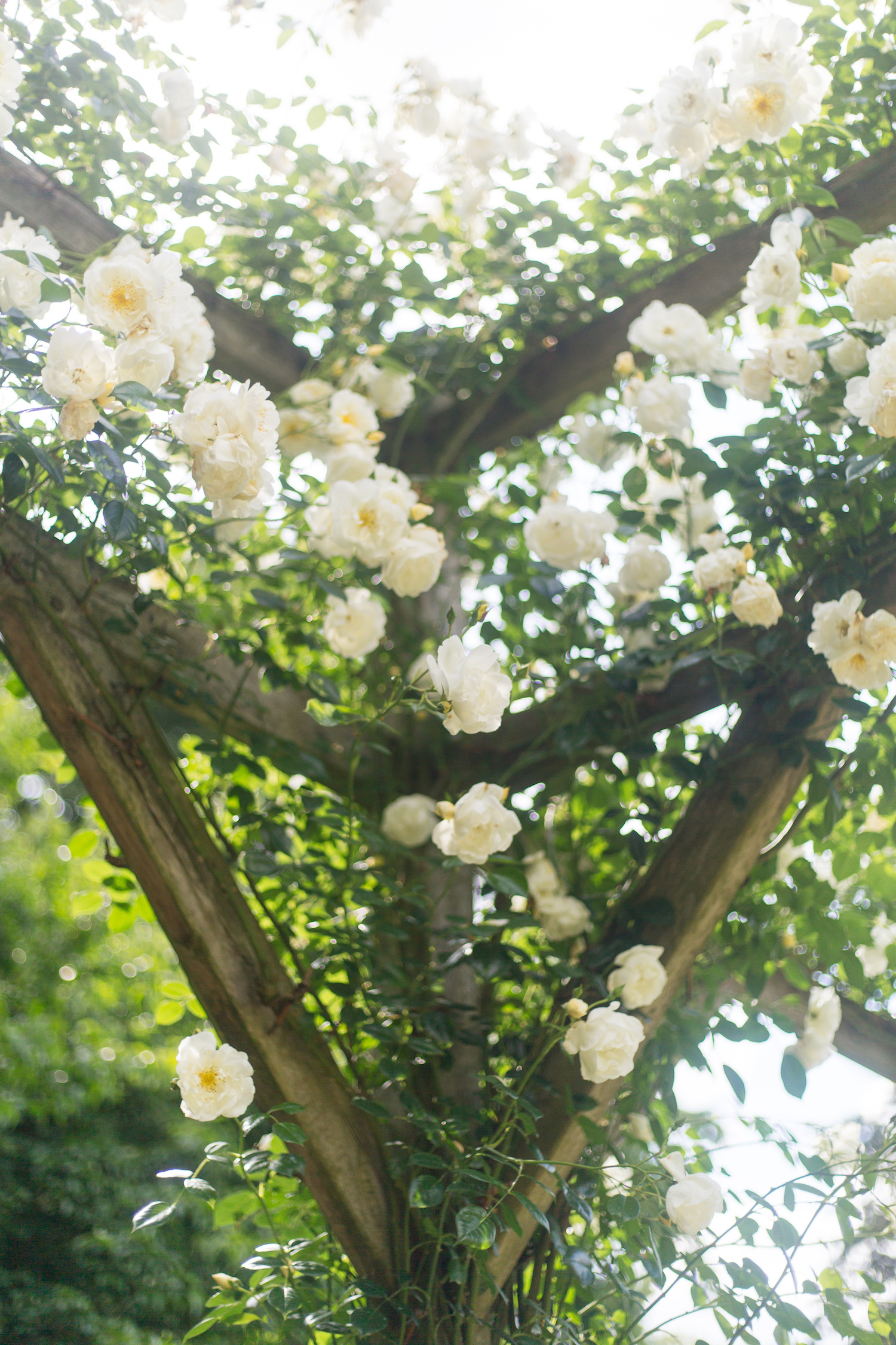 parc de bagatelle rose garden paris on design darling Design Darling