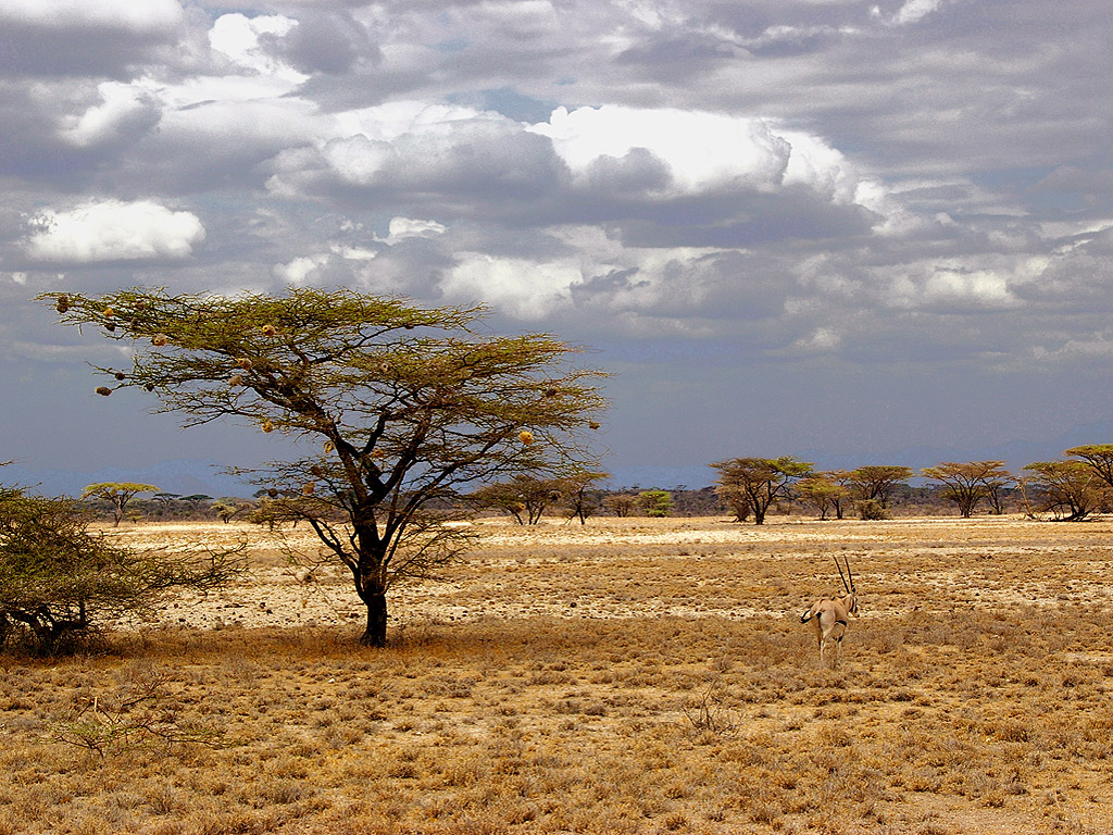 Fonds ecrans Afrique