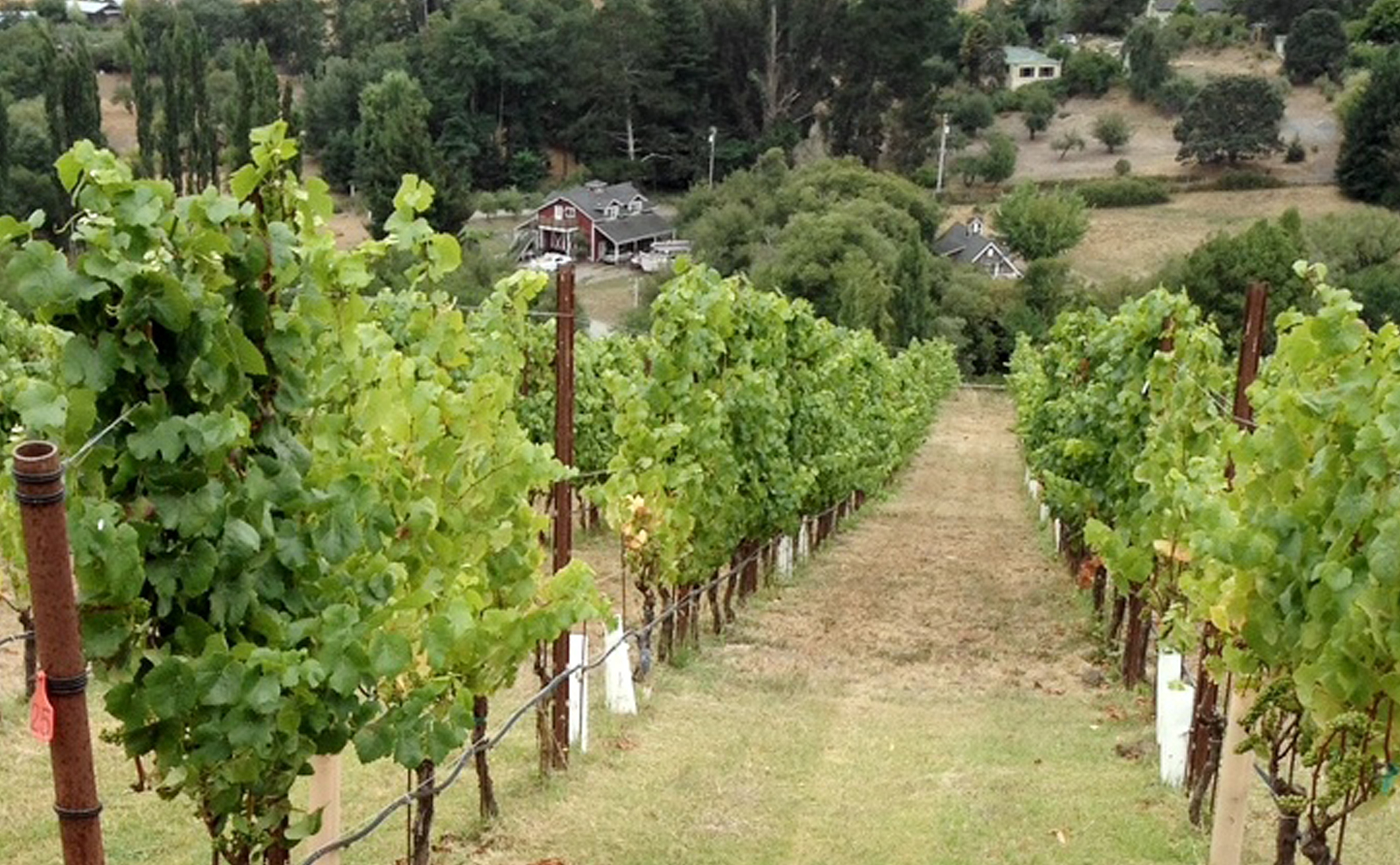 VINEYARDS MacLaren Wines