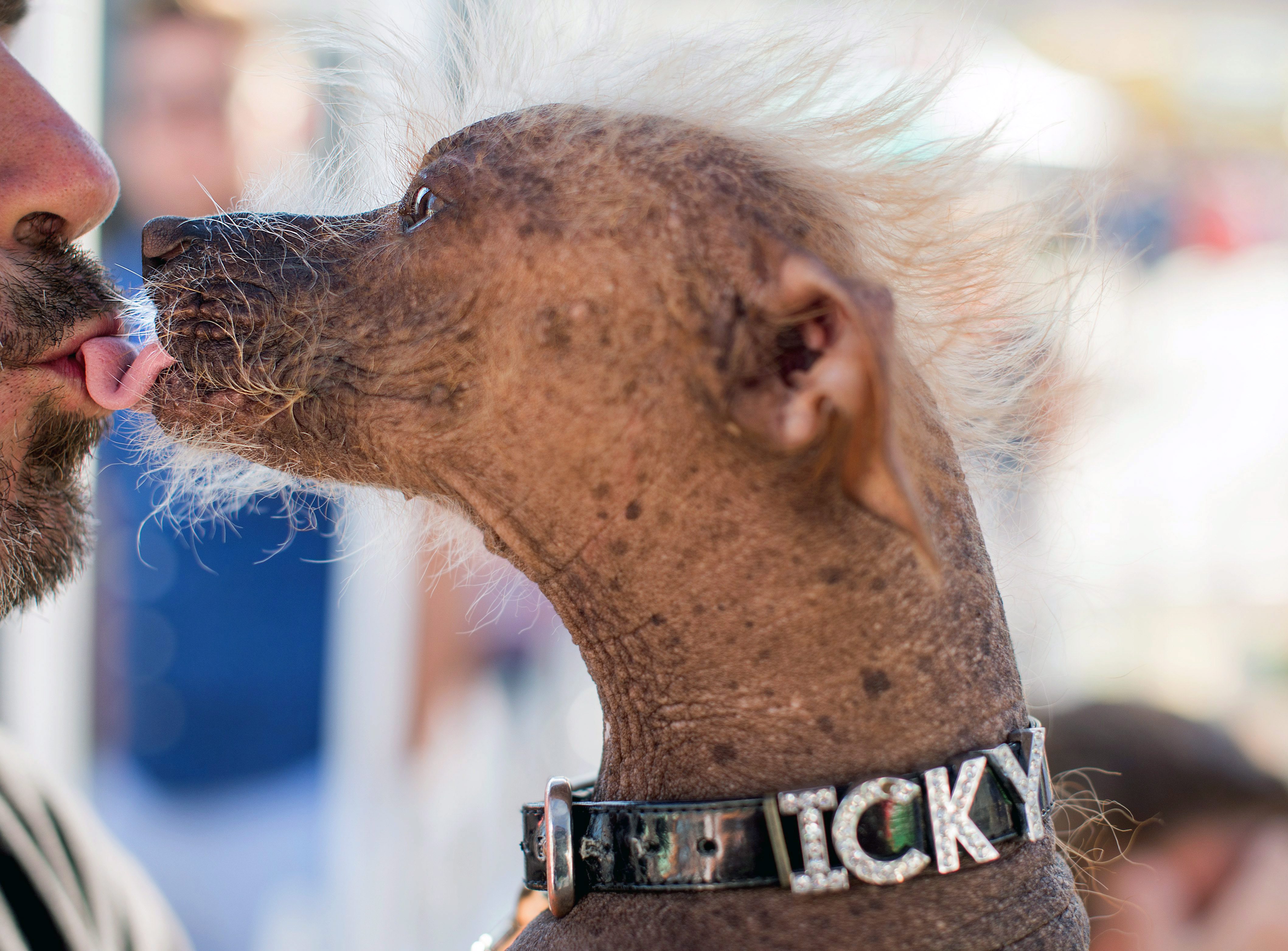 Sweepee Rambo named World's Ugliest Dog Macleans.ca