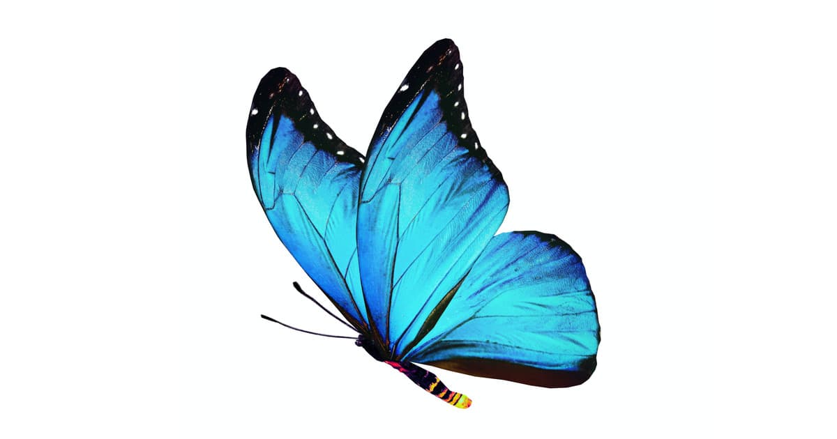 The Butterfly Keyboard May Still Return The Mac Observer