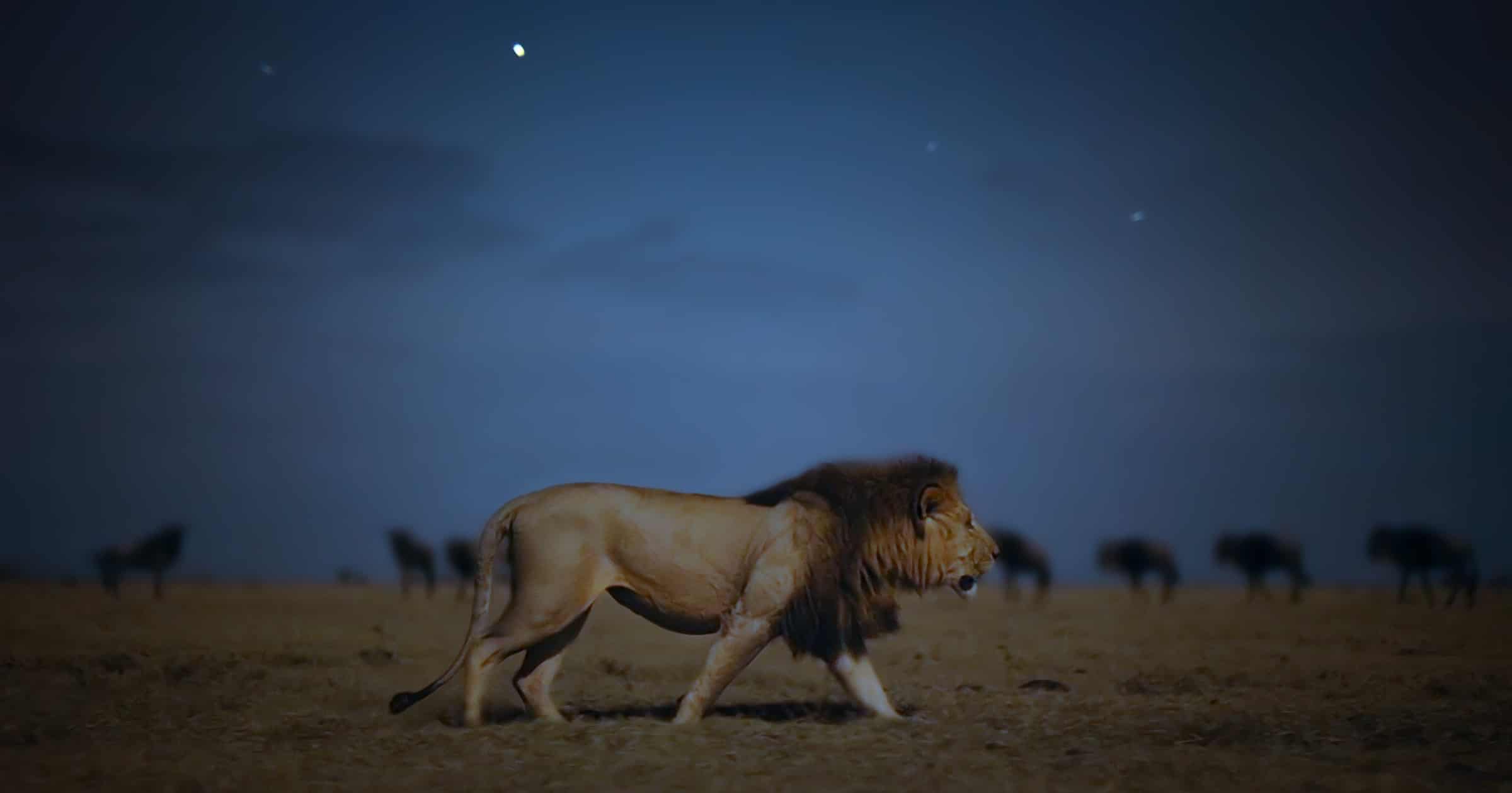 Three Nature Documentaries Coming to Apple TV+ Fall 2020 The Mac Observer