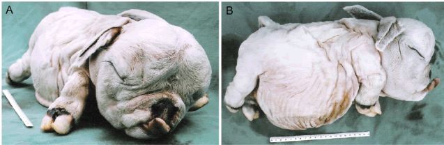 Cow Born With Human Head All About Cow Photos