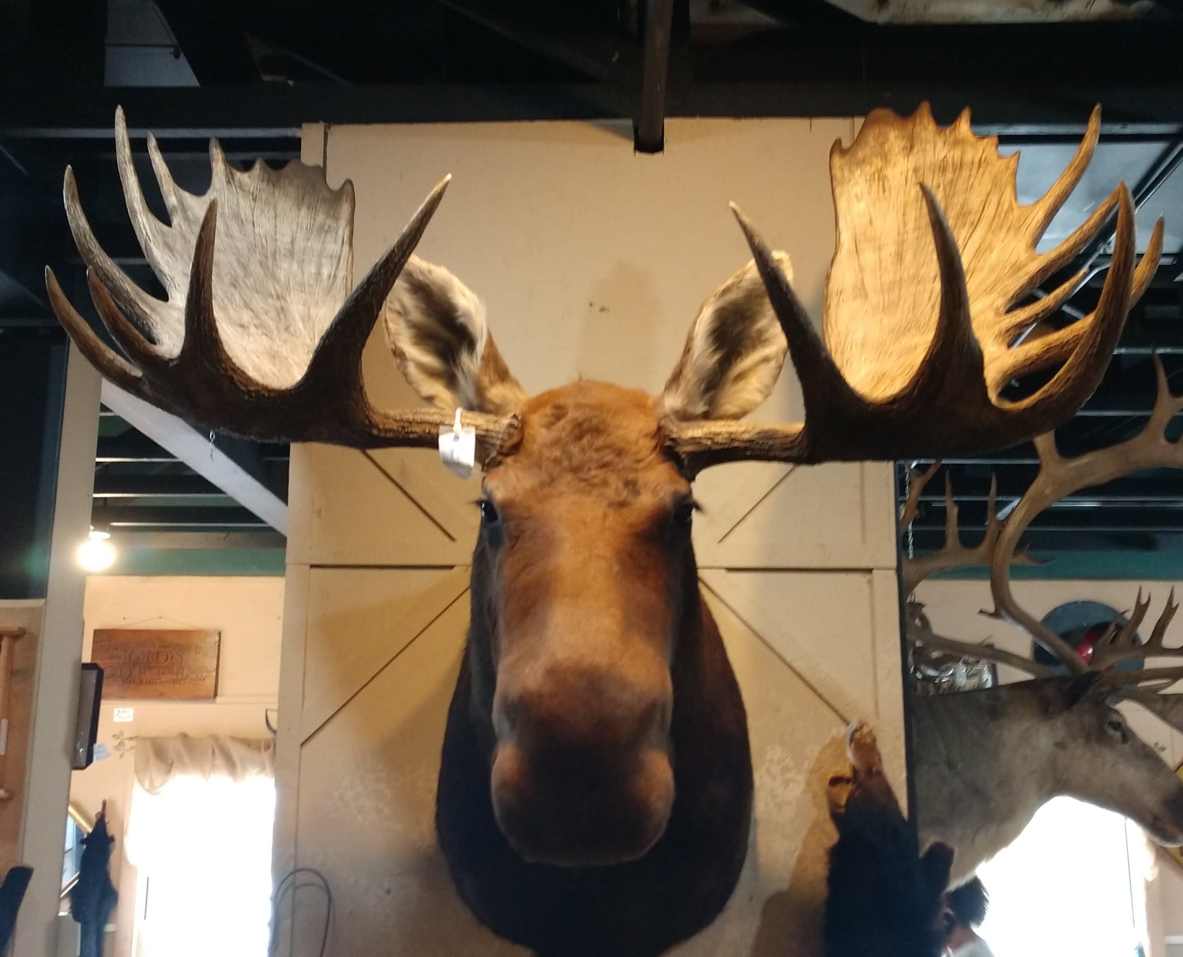 Mac's Taxidermy, Mooseheads for Sale, Taxidermy for sale, Taxidermy
