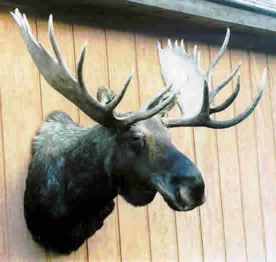 Mac's Taxidermy, Mooseheads for Sale, Taxidermy for sale, Taxidermy