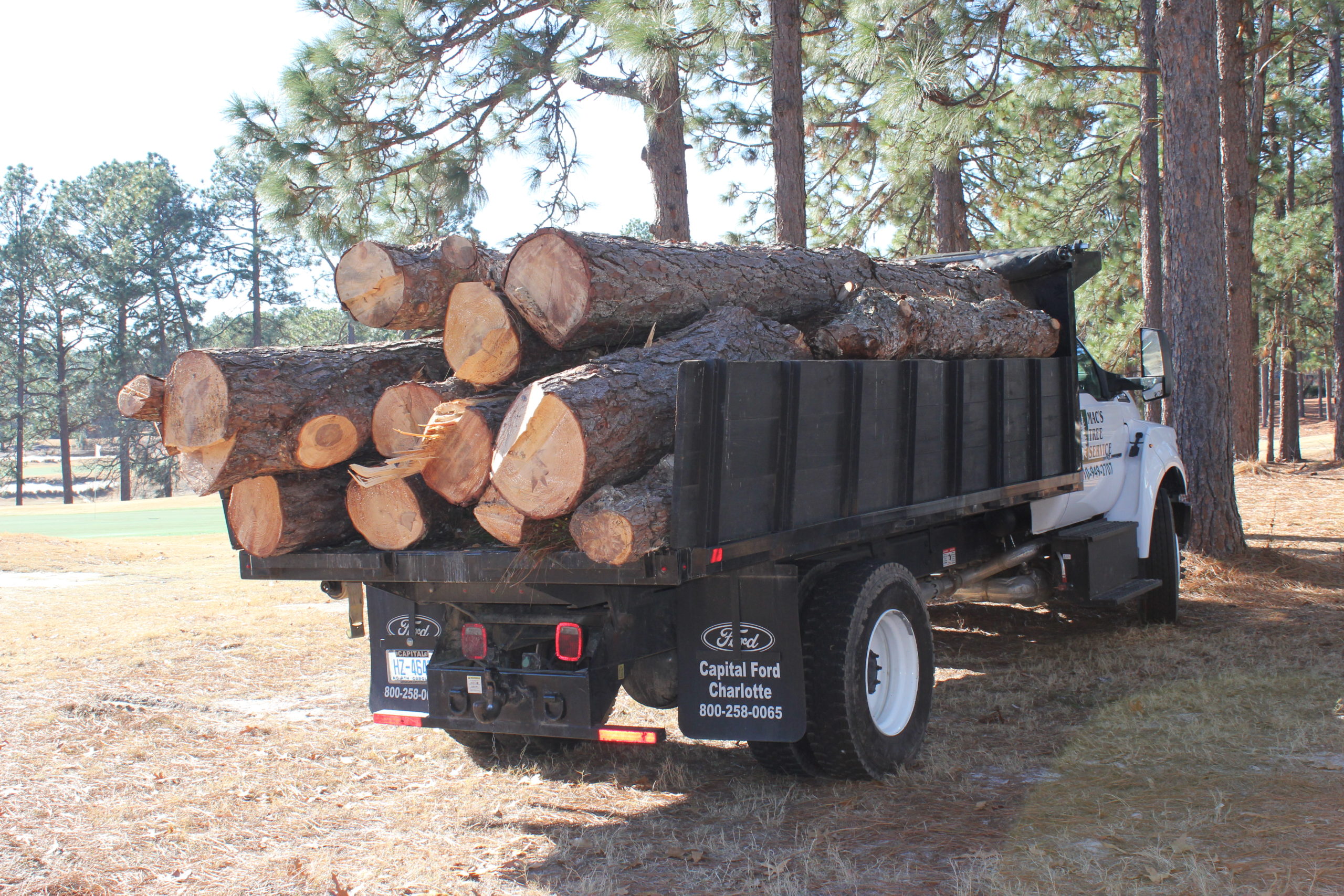 Focus Christmas Mac's Tree Service
