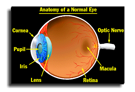 What is Macular Degeneration? - AMDF