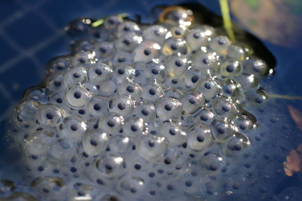 11 Easy Ways to Keep Frogs Out of Your Pool The Ultimate Guide Mad