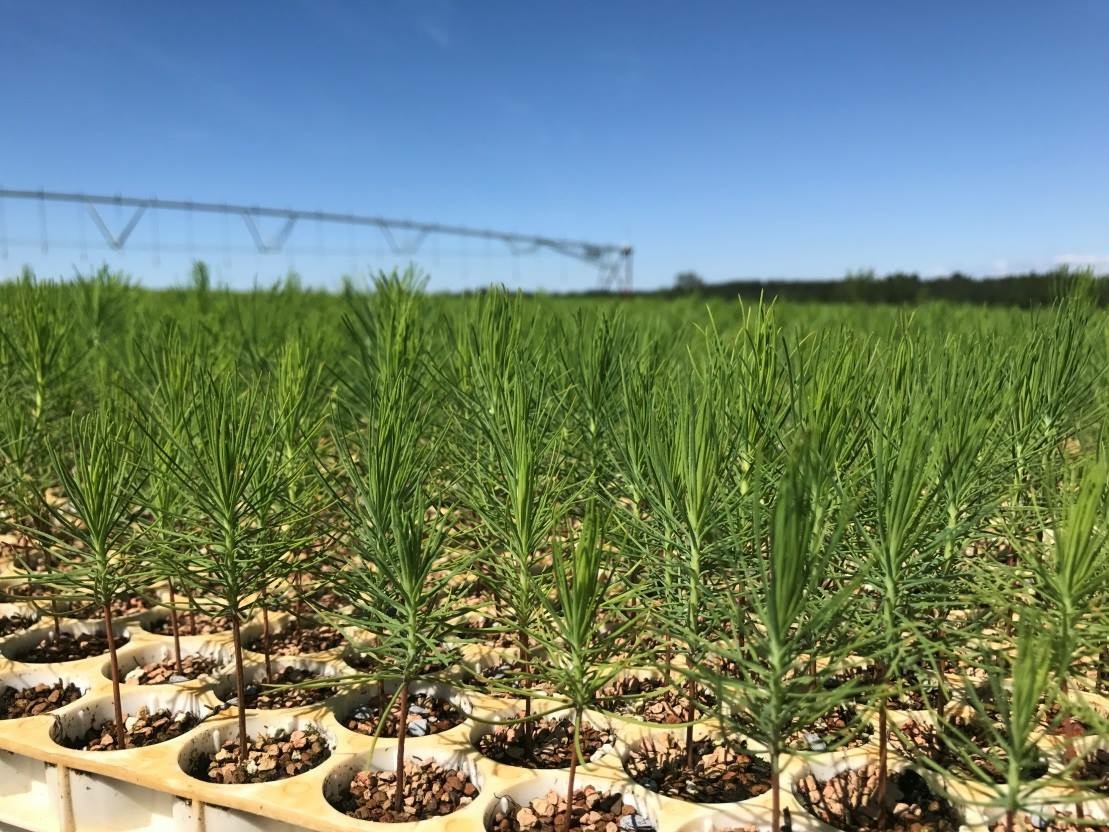 Westervelt Co. plans Clarke County lumber mill with 125 jobs Made in