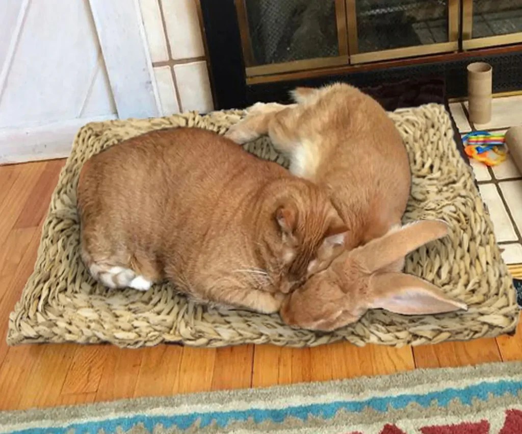 What You Need to Know About Rabbit Care MadeTerra